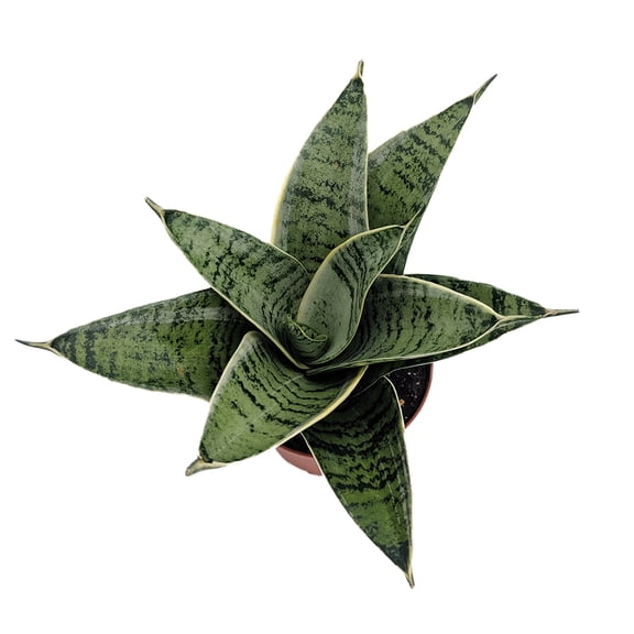 Silver Star Birdsnest Snake Plant - Sanseveria - 2.5" Pot