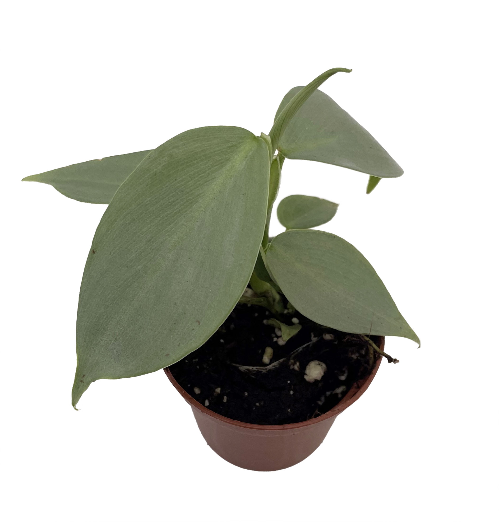 Silver Sword Philodendron hastatum - 2.5" Pot - Collector's Series -  Walmart.com