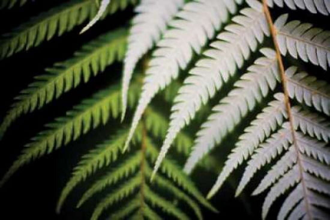 Silver Tree Fern I Canvas Art - Bob Stefko (12 x 18)