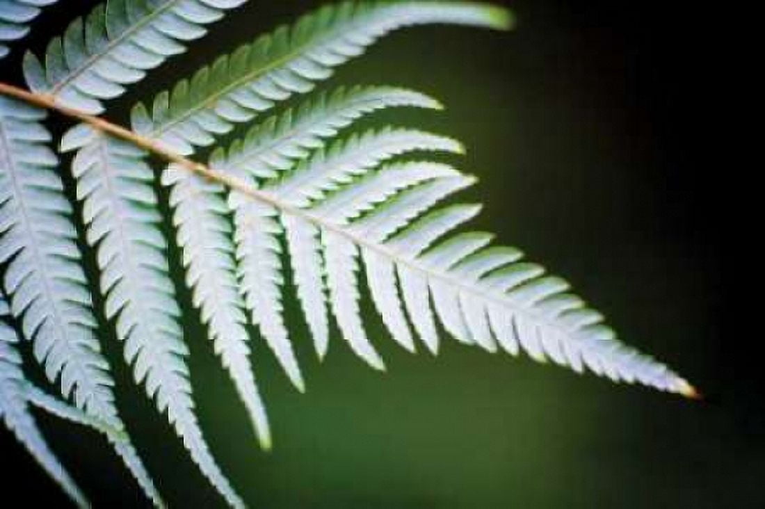 Silver Tree Fern II Canvas Art - Bob Stefko (12 x 18)