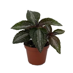 Silver Tree Pilea spruceana - Friendship Plant - 2.5" Pot -Terrarium/House Plant