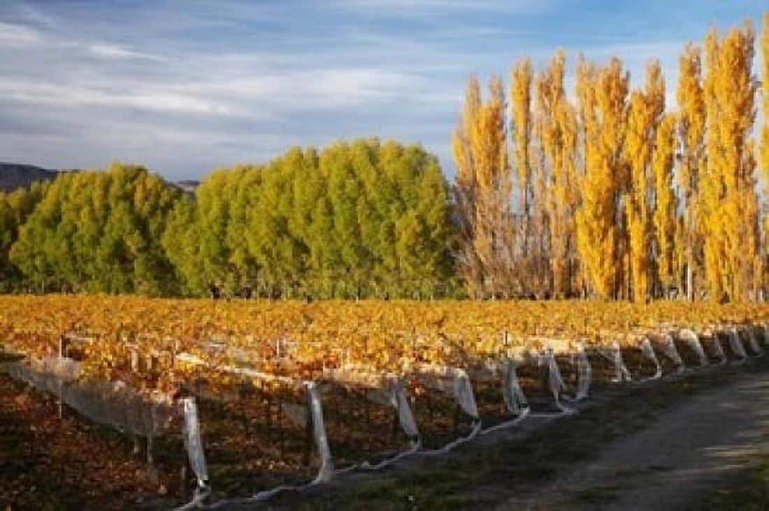 Silver Tussock Vineyard Central Otago South Island New Zealand Canvas Art - David Wall DanitaDelimont (17 x 11)