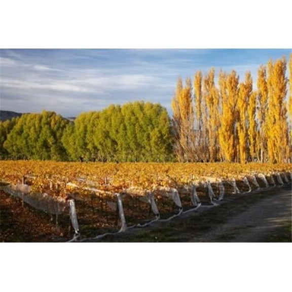 Silver Tussock Vineyard Central Otago South Island New Zealand Print by David Wall