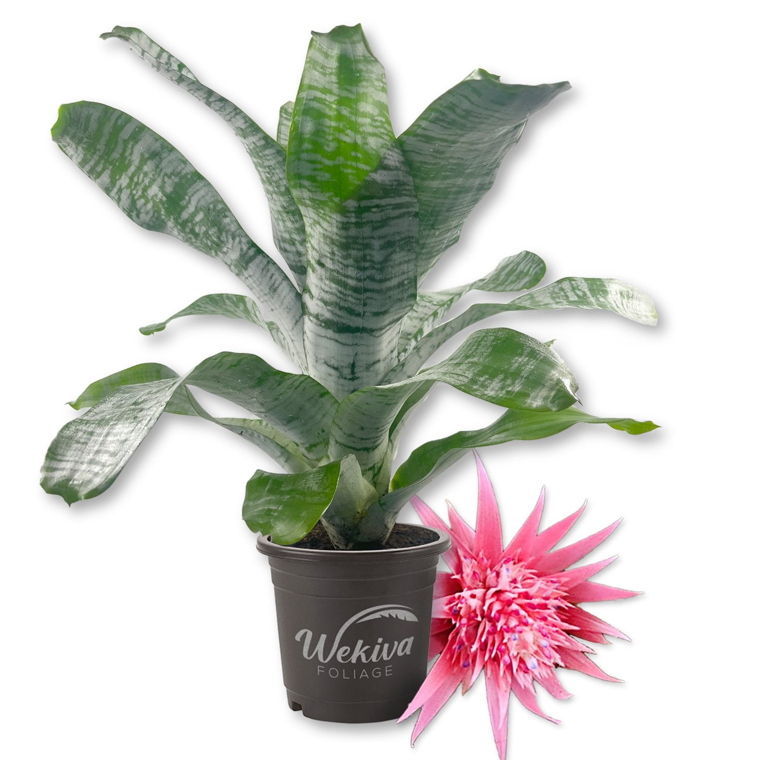 Silver Vase Bromeliad - Live Plant in a 6 Inch Pot - Aechmea Silver Vase Bromeliad - Live Plant in a 6 Inch Pot - Aechmea