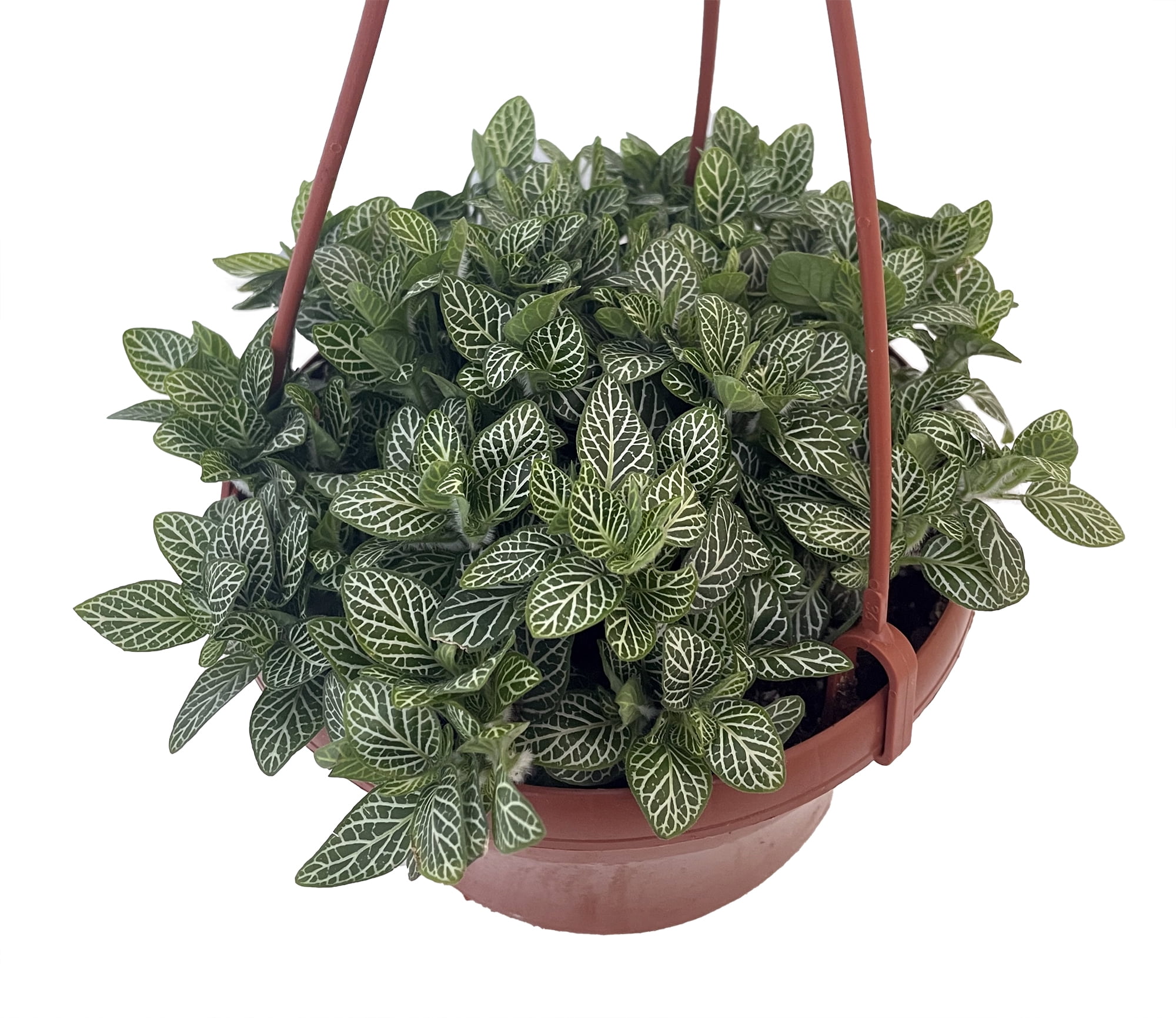 hanging basket plants ivy Hedera English Ivy, 4