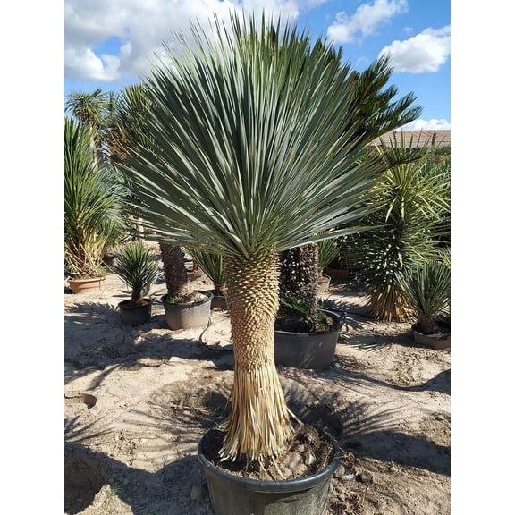 Silver Yucca - Live Plant in a 1 Gallon Growers Pot - Yucca Rostrata - Rare Outdoor Ornamental Slow Growing Evergreen Tree