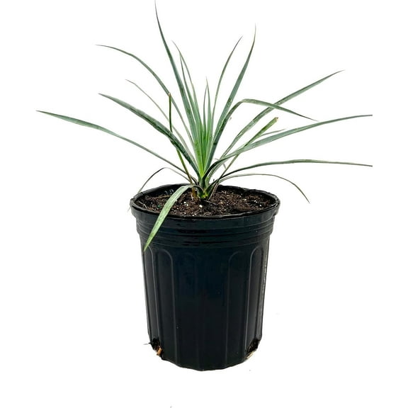 Silver Yucca - Live Plant in a 3 Gallon Growers Pot - Yucca Rostrata - Rare Outdoor Ornamental Slow Growing Evergreen Tree