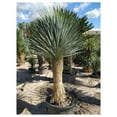 Silver Yucca Live Plant in a 4 Inch Growers Pot Starter Plant