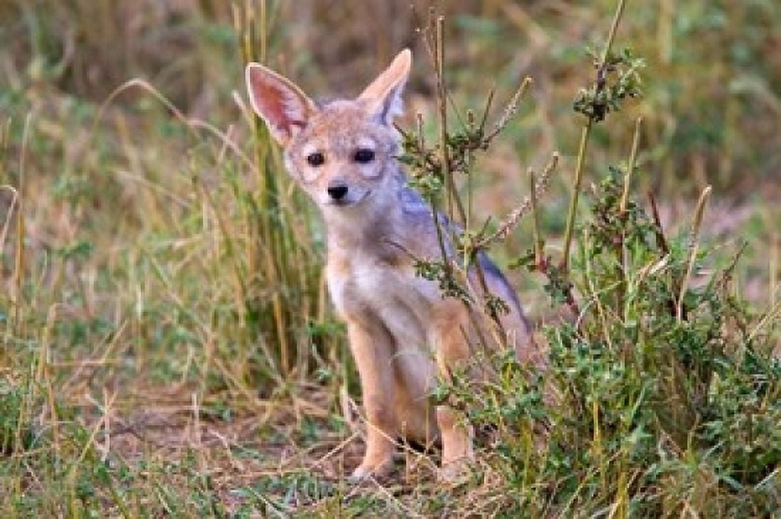 Silver-backed Jackal wildlife Maasai Mara Kenya Canvas Art - Joe Restuccia III DanitaDelimont (19 x 12)