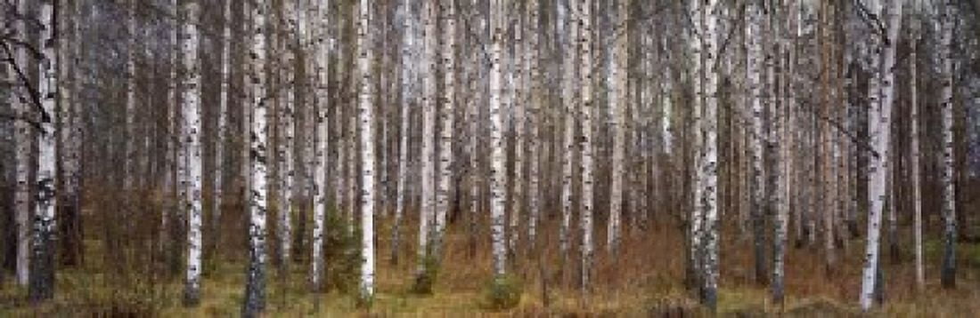 Silver birch trees in a forest Narke Sweden Canvas Art - Panoramic Images (18 x 6)