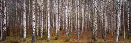 Silver birch trees in a forest Narke Sweden Canvas Art - Panoramic Images (36 x 12)