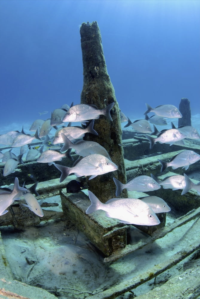 Silver grunts swmming around Treasure Wreck Nassau The Bahamas Canvas Art - Amanda NichollsStocktrek Images (12 x 17)