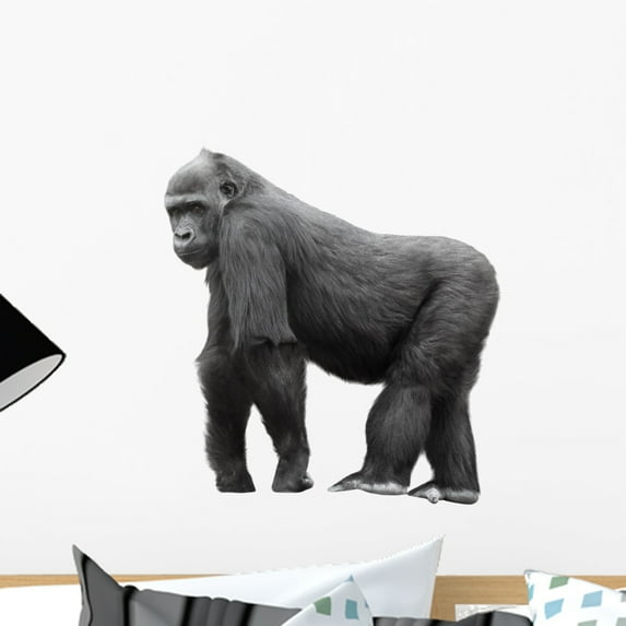 Silverback Gorilla White Wall Decal Sticker by Wallmonkeys Vinyl Peel and Stick Graphic (18 in H x 17 in W