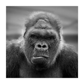 Silverback - Photography Wildlife Black and White Animal Portrait Nature Jungle Moody Unframed Wall Art Print 6 x 6 inches