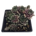thumbnail image 1 of Silverine Moon Hens & Chicks - Sempervivum -Very Hardy - Quart Pot - Moon Charms, 1 of 1