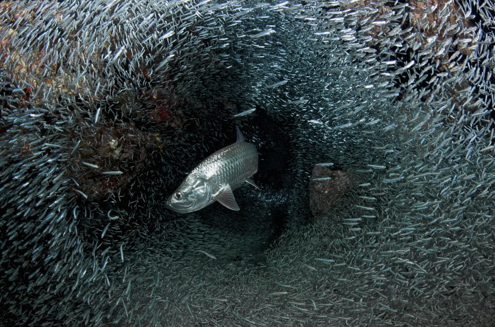 Silversides evading their prey The Grotto Grand Cayman Canvas Art - Amanda NichollsStocktrek Images (34 x 23)