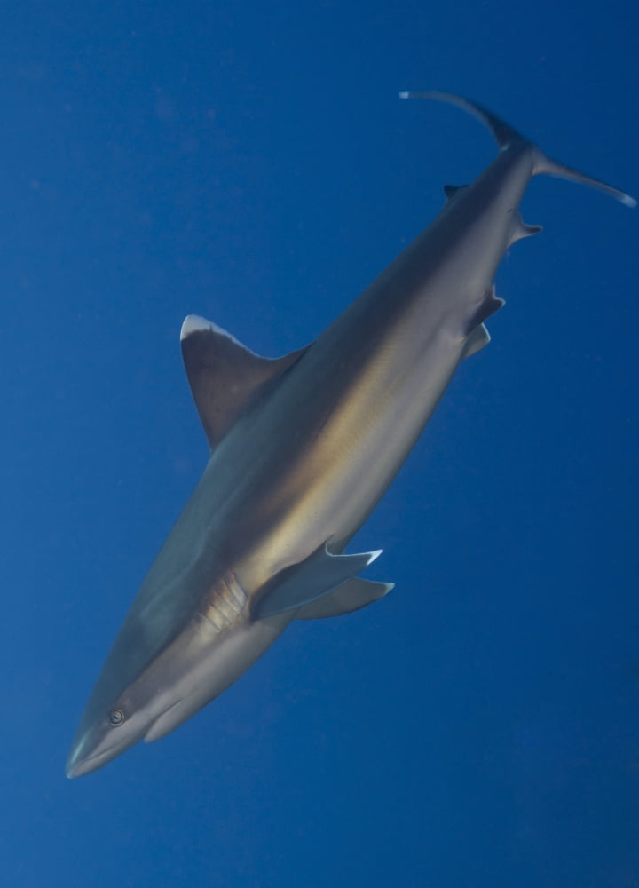 Silvertip shark Kimbe Bay Papua New Guinea Canvas Art - Steve JonesStocktrek Images (24 x 33)