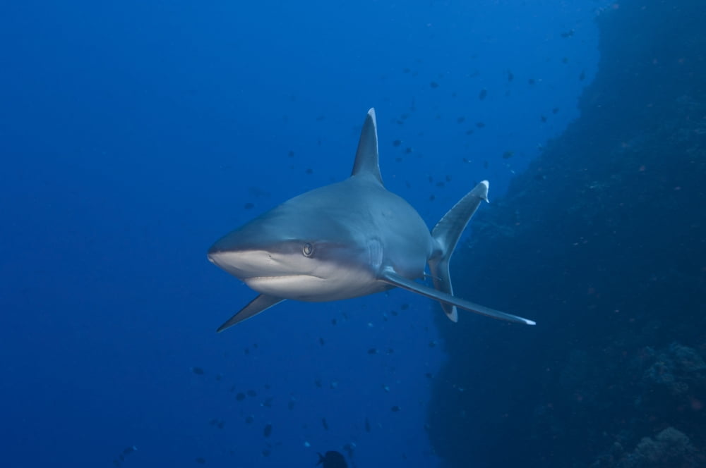 Silvertip shark Kimbe Bay Papua New Guinea Canvas Art - Steve JonesStocktrek Images (35 x 23)
