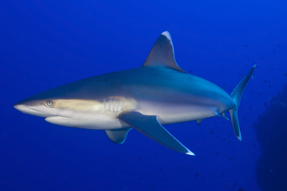 Silvertip shark Kimbe Bay Papua New Guinea Canvas Art - Steve JonesStocktrek Images (35 x 23)