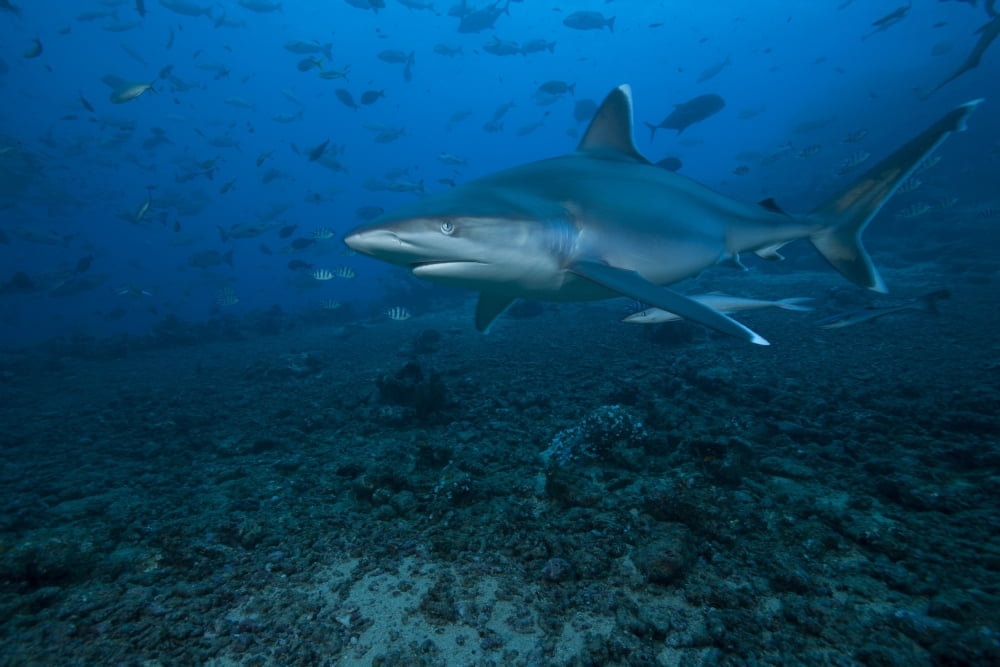 Silvertip shark at The Bistro Dive site in Fiji Canvas Art - Terry MooreStocktrek Images (18 x 12)