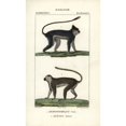 thumbnail image 1 of Silvery Lutung Or Langur Trachypithecus Cristatusa Poster Print By ?? Florilegius Mary Evans, 1 of 3