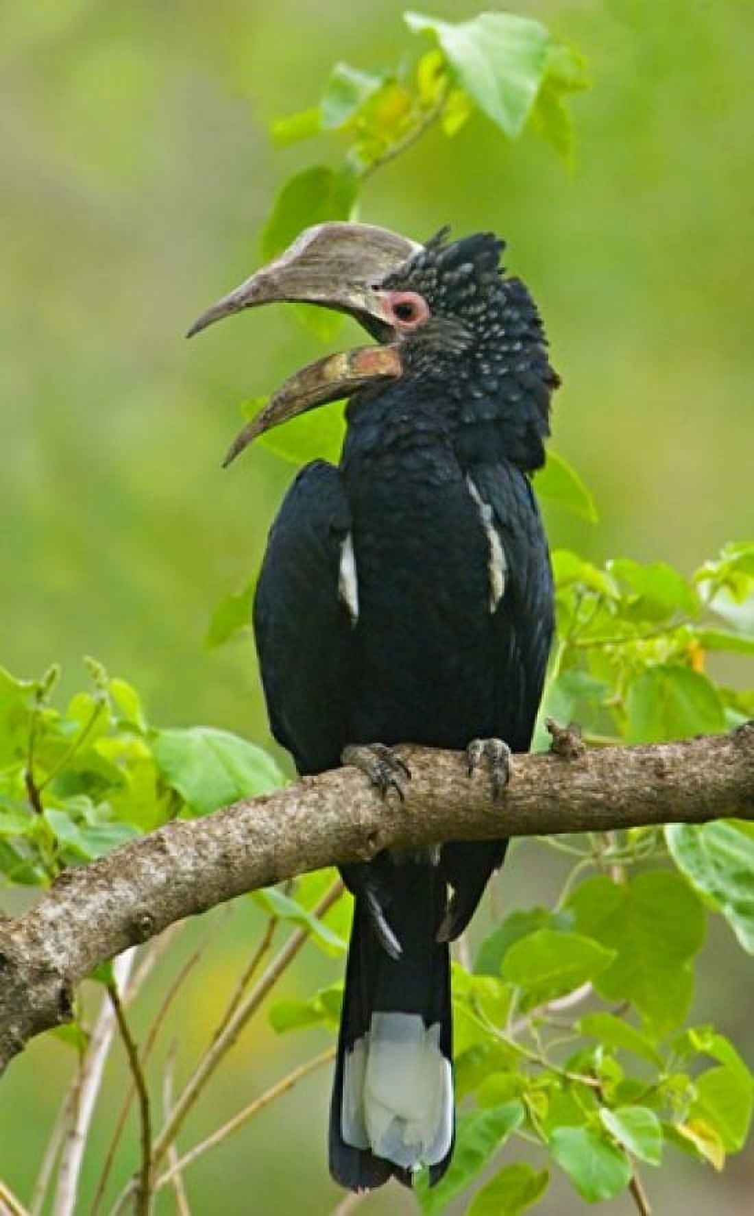 Silvery-cheeked hornbill perching on a branch Lake Manyara Arusha Region Tanzania Canvas Art - Panoramic Images (40 x 24)