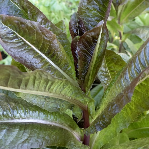 Silvia Romaine Lettuce Seeds - 1 g Packet ~850 Seeds - Non-GMO - Vegetable Garden - Lactuca sativa