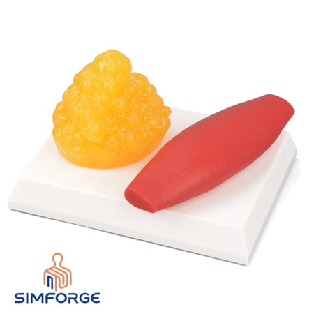 SimForge Human Body Muscle & Fat Replica 0.44lb with Display Base