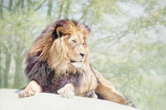 Simba Canvas Art - Roberta Murray (12 x 18)
