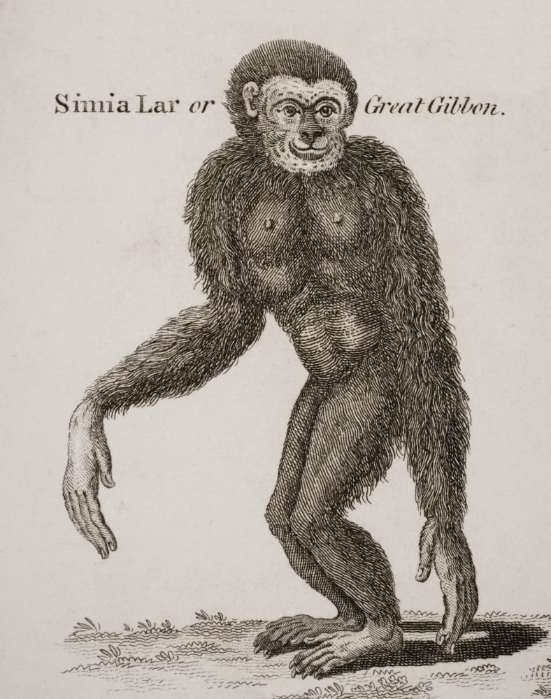 Simia Lar Great Gibbon Engraved By Barlow 18Th Century Canvas Art - Ken Welsh  Design Pics (13 x 16)