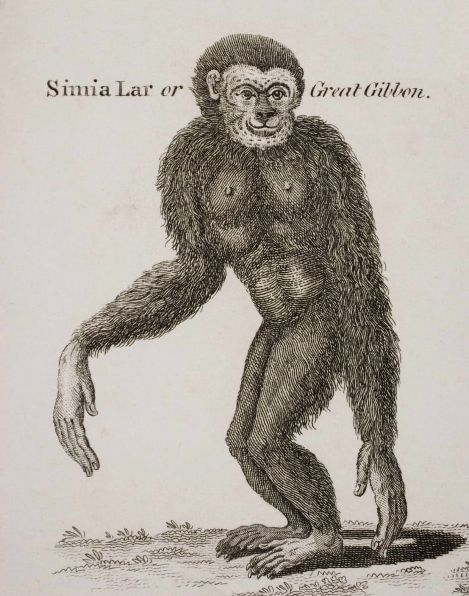 Simia Lar Great Gibbon Engraved By Barlow 18Th Century Canvas Art - Ken Welsh  Design Pics (26 x 32)