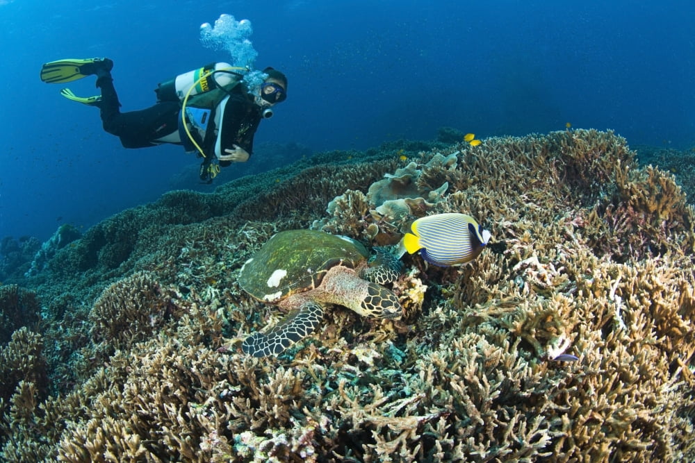 Similan Islands Thailand Scuba Diver Over A Hawksbill Turtle (Eretmochelys Imbricata) And Angelfish Canvas Art - Stuart Westmorland Design Pics (18 x 12)