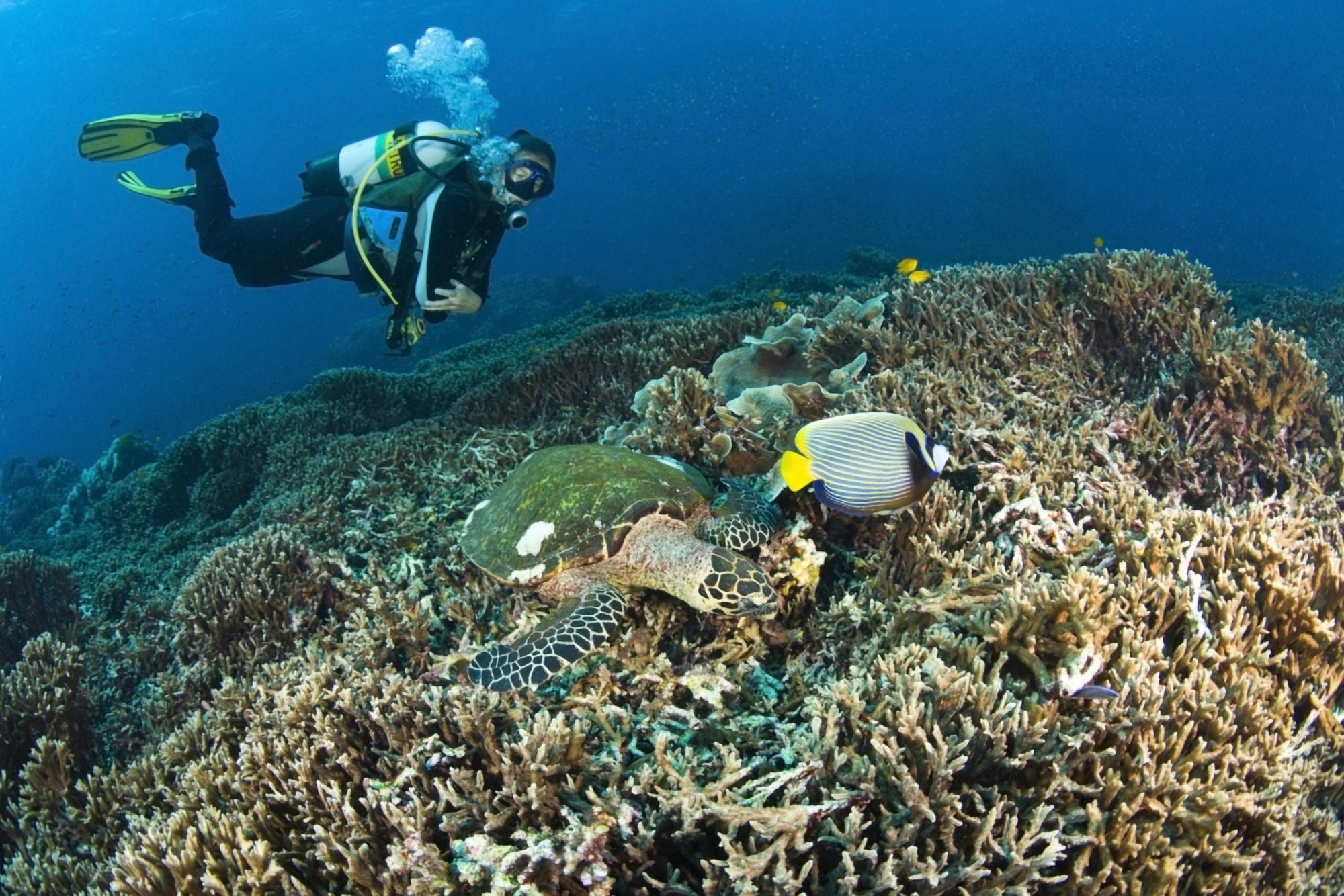 Similan Islands Thailand Scuba Diver Over A Hawksbill Turtle (Eretmochelys Imbricata) And Angelfish Canvas Art - Stuart Westmorland  Design Pics (36 x 24)