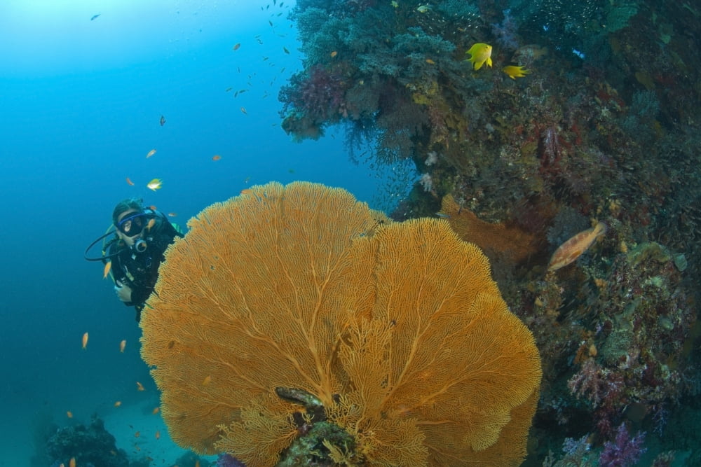 Similan Islands Underwater Park Thailand Southeast Asia Scuba Diver Canvas Art - Stuart Westmorland  Design Pics (36 x 24)