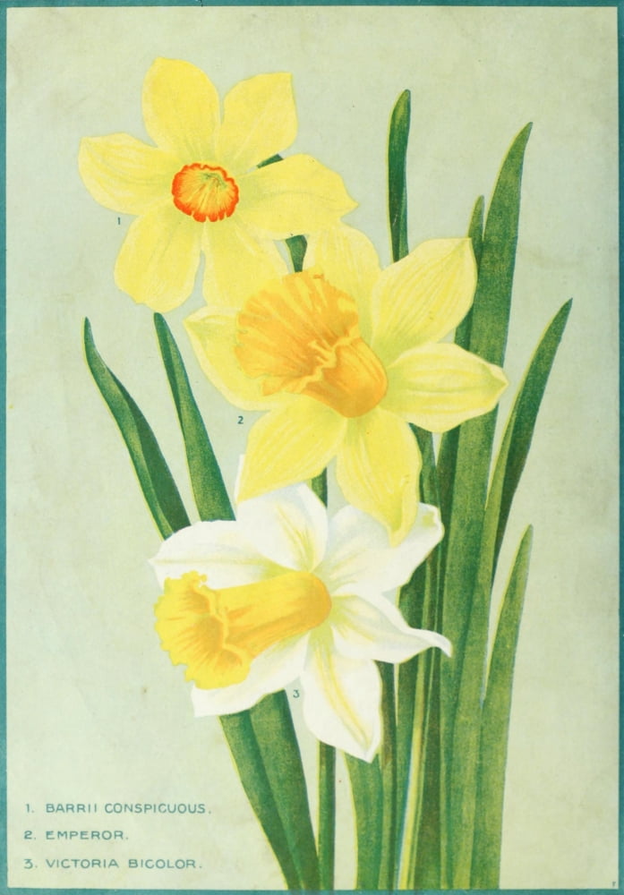 Simmers Bulbs Plants & Seeds 1913 2 Canvas Art -  (24 x 36)