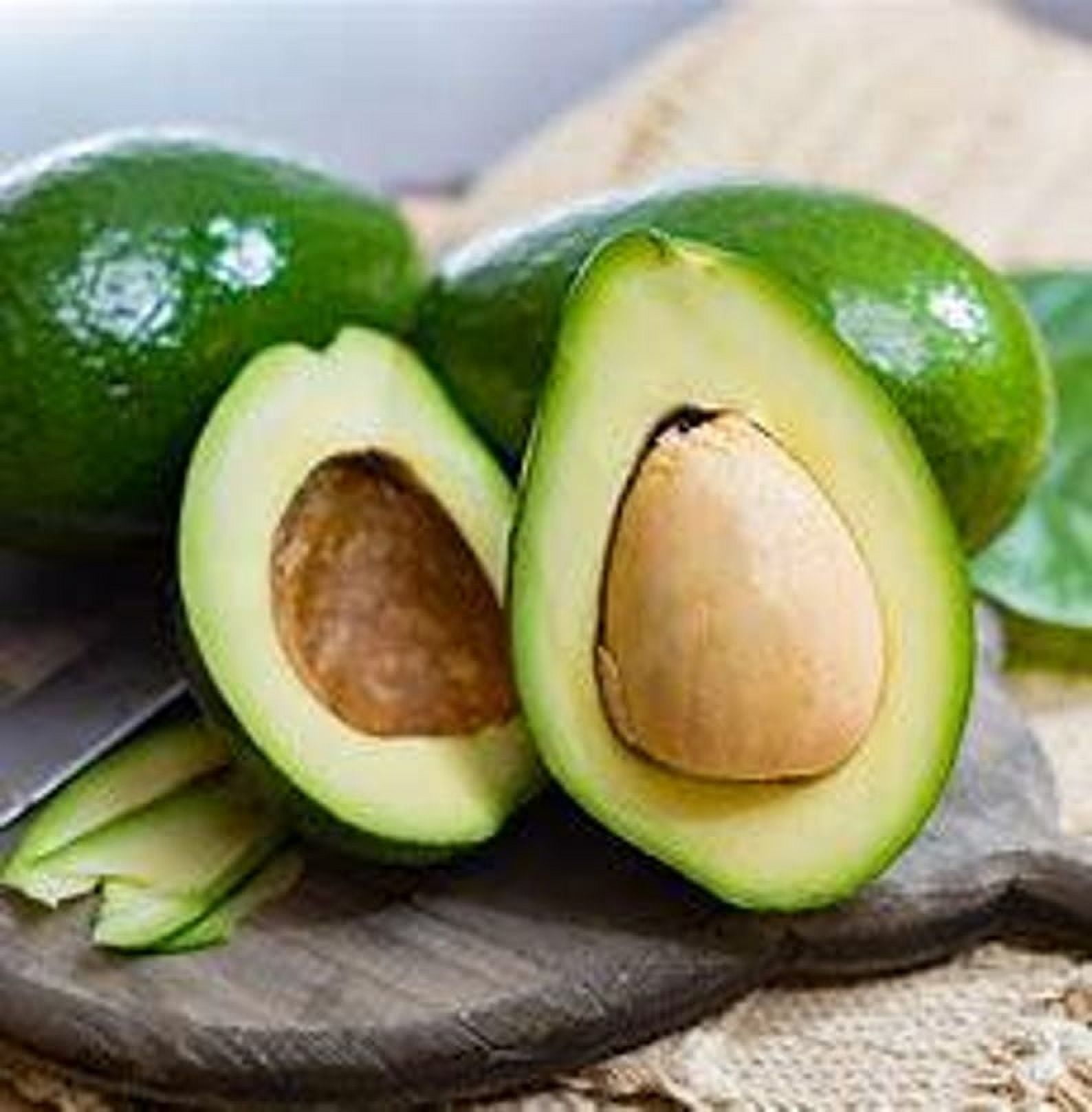 Simmonds Grafted Avocado Tree 2-4ft Semi dwarf. We ship to ALL STATES