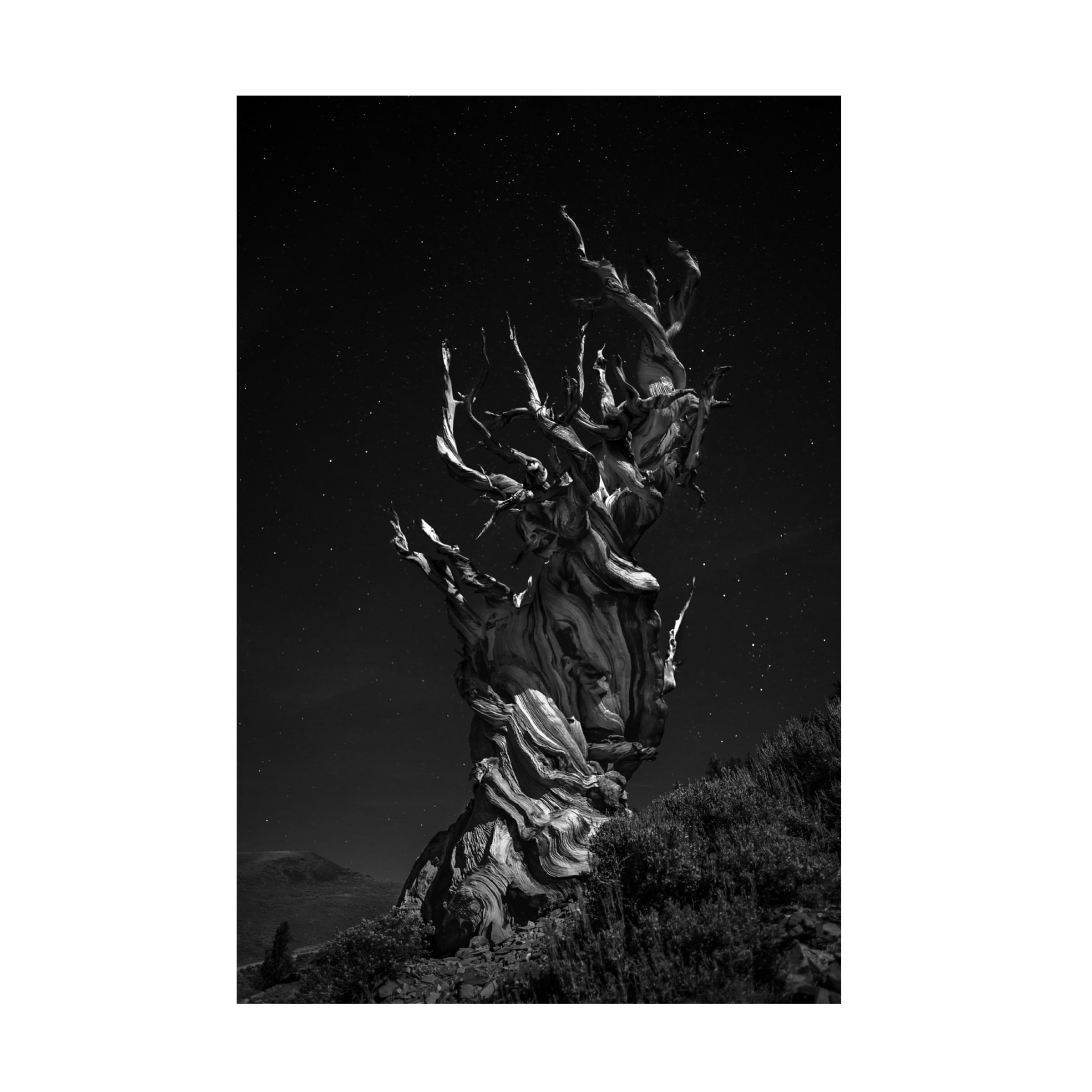 Simon Chenglu 'Grand Grand Grandpas Tree' Canvas Art