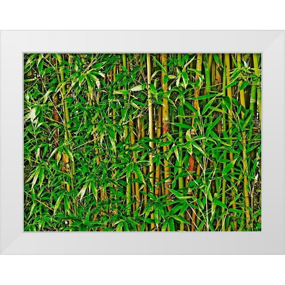 Simons 32x25 White Modern Wood Framed Museum Art Print Titled - Bamboo in HD II