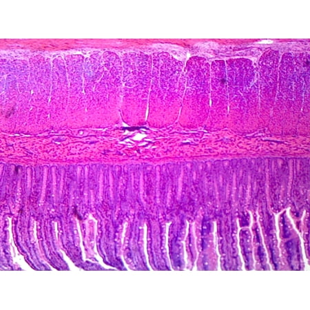 Simple Columnar Epithelium, Mammalian; Section by Go Science Crazy