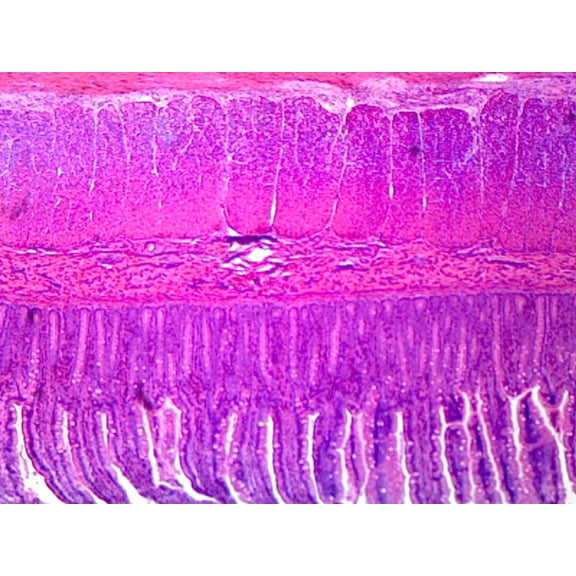 Simple Columnar Epithelium, Mammalian; Section by Go Science Crazy