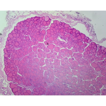 Simple Cuboidal Epithelium, Mammalian; Section by Go Science Crazy
