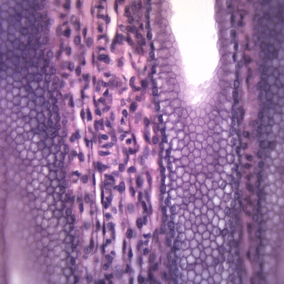 Simple Cuboidal Epithelium - Prepared Microscope Slide - 75 x 25mm - Biology & Microscopy - Eisco Labs