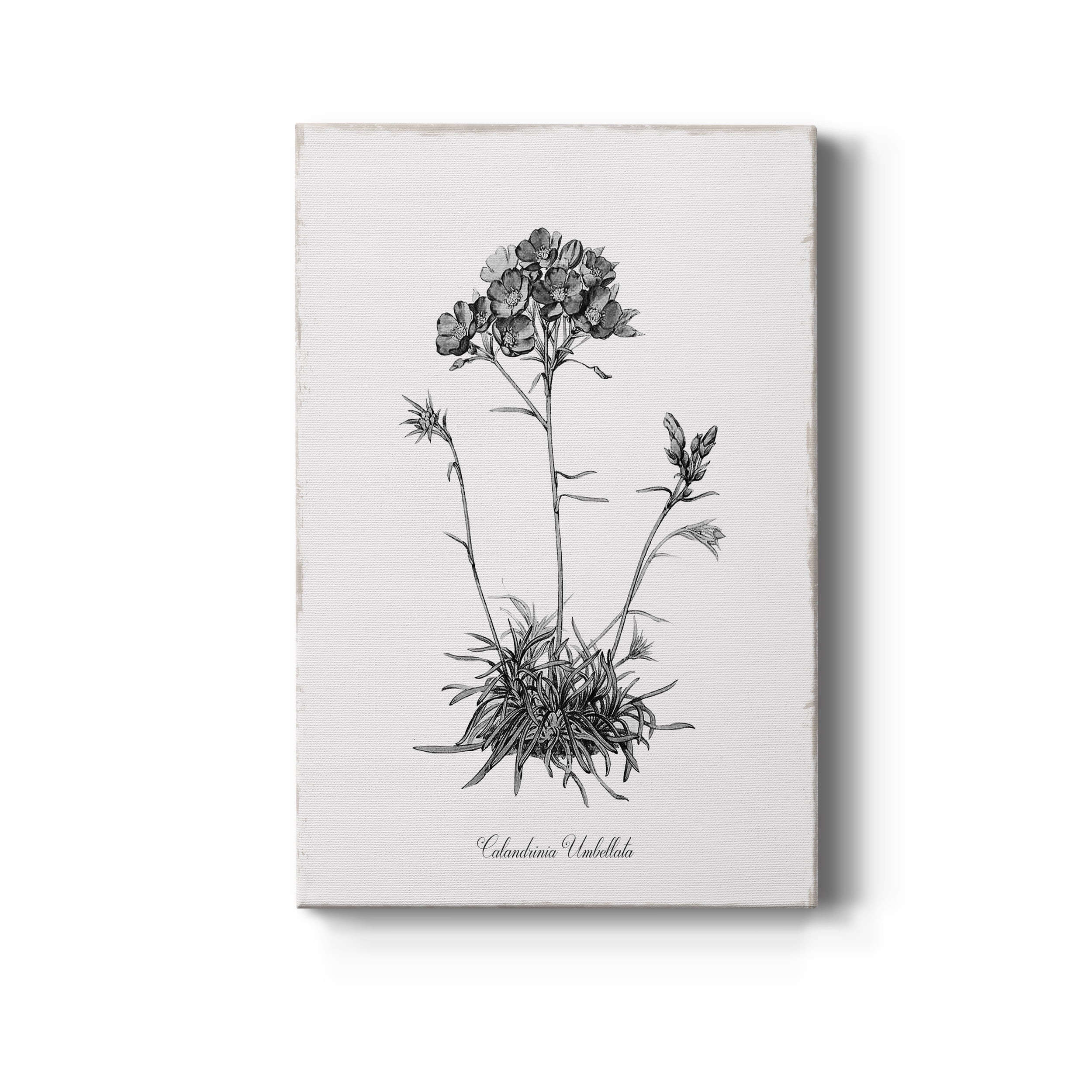 Simply Caladrinia Premium Gallery Wrapped Canvas - Ready to Hang - 12 x 18