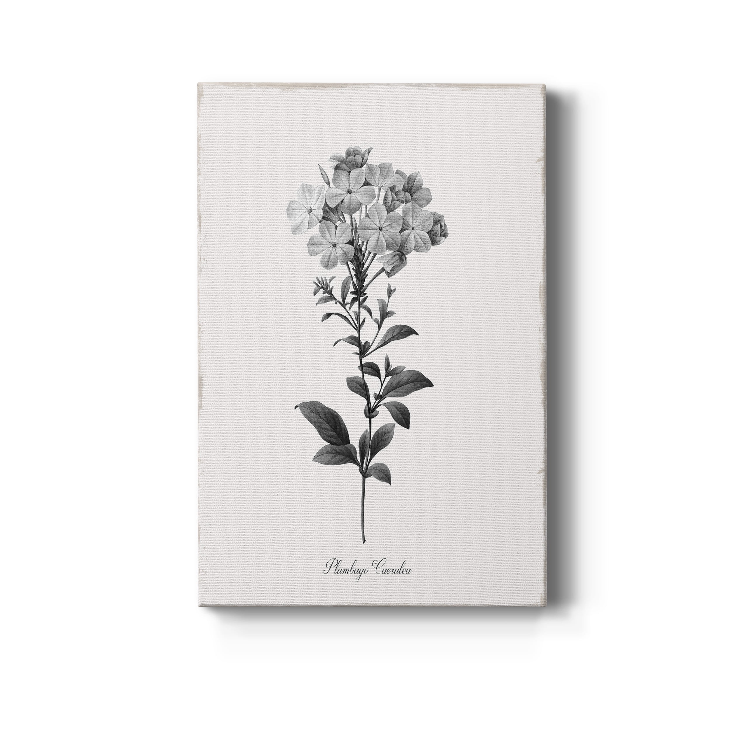 Simply Cape Leadwort Premium Gallery Wrapped Canvas - Ready to Hang - 18 x 27