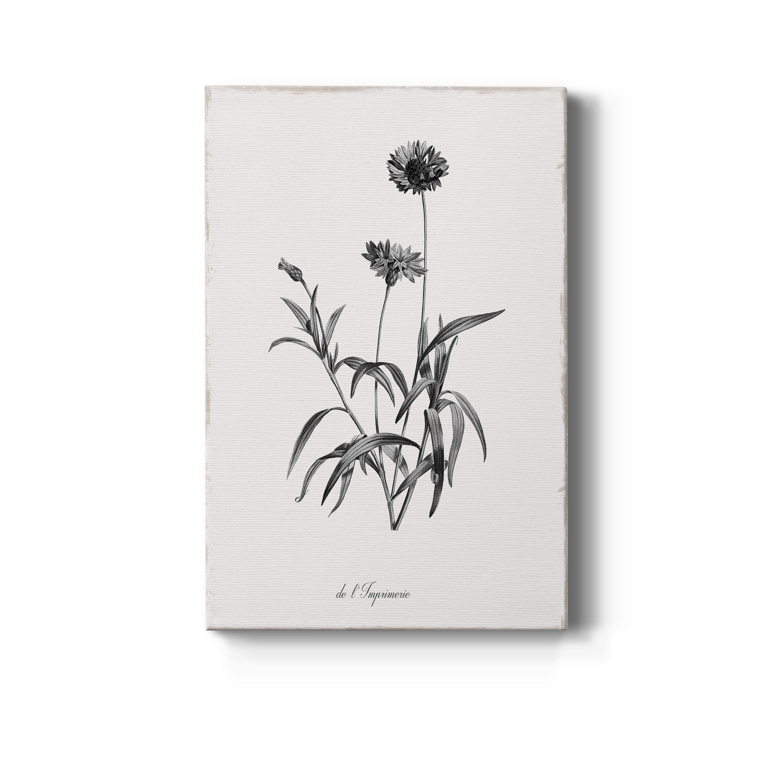 Simply Imperial Premium Gallery Wrapped Canvas - Ready to Hang - 18 x 27