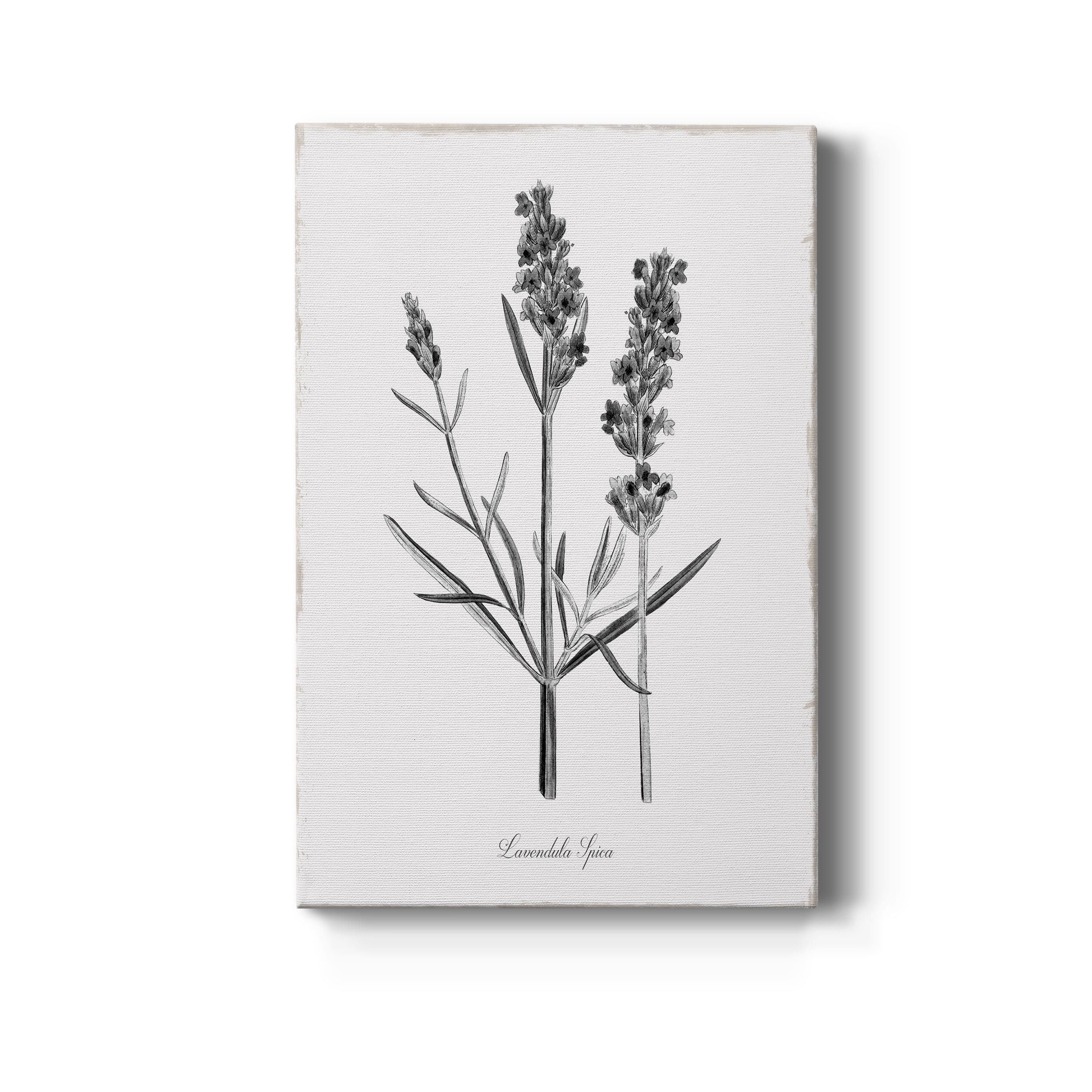 Simply Lavender Premium Gallery Wrapped Canvas - Ready to Hang - 18 x 27