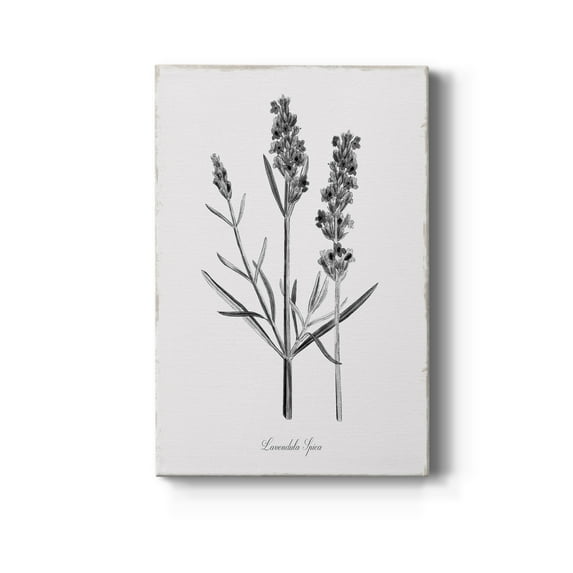 Simply Lavender Premium Gallery Wrapped Canvas - Ready to Hang - 32 x 48