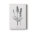 thumbnail image 1 of Simply Lavender Premium Gallery Wrapped Canvas - Ready to Hang - 8 x 12, 1 of 9