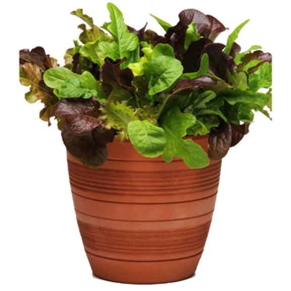 Harris Seeds - Simply Salad Seeds - 10 Seeds