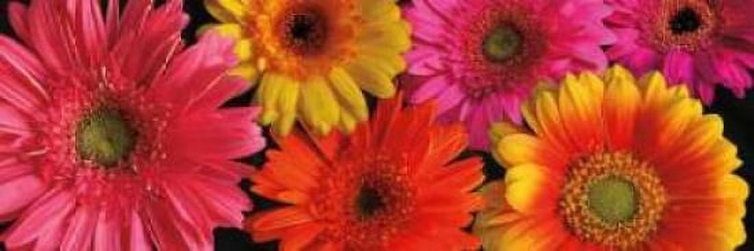Simply Spring Canvas Art - Janel Pahl (8 x 24)
